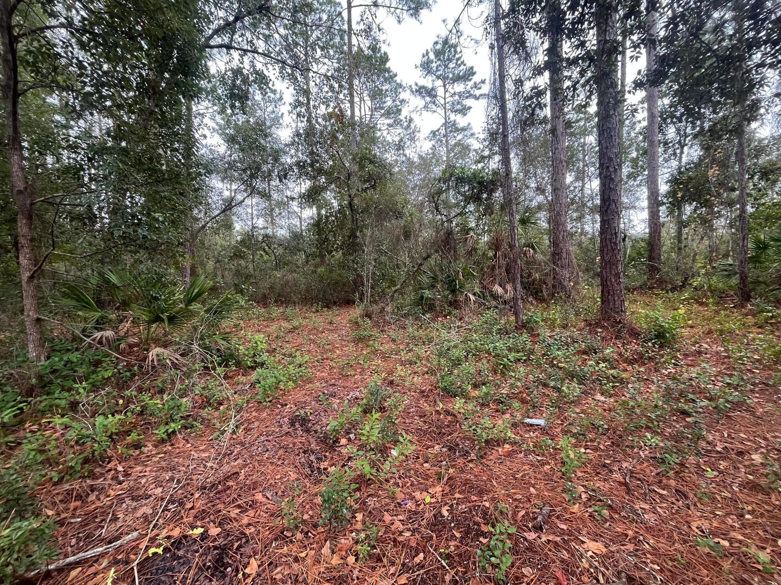 Tbd susan Street, Interlachen, FL 32148 photo 4