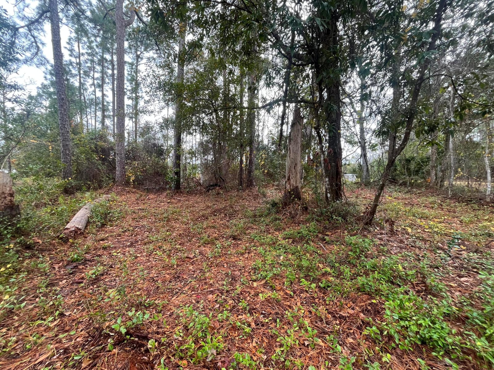 Tbd susan Street, Interlachen, FL 32148 photo 5
