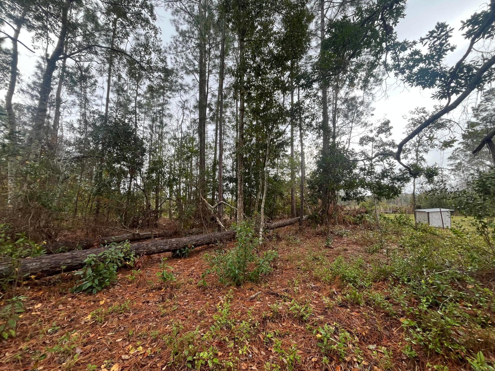Tbd susan Street, Interlachen, FL 32148 photo 6