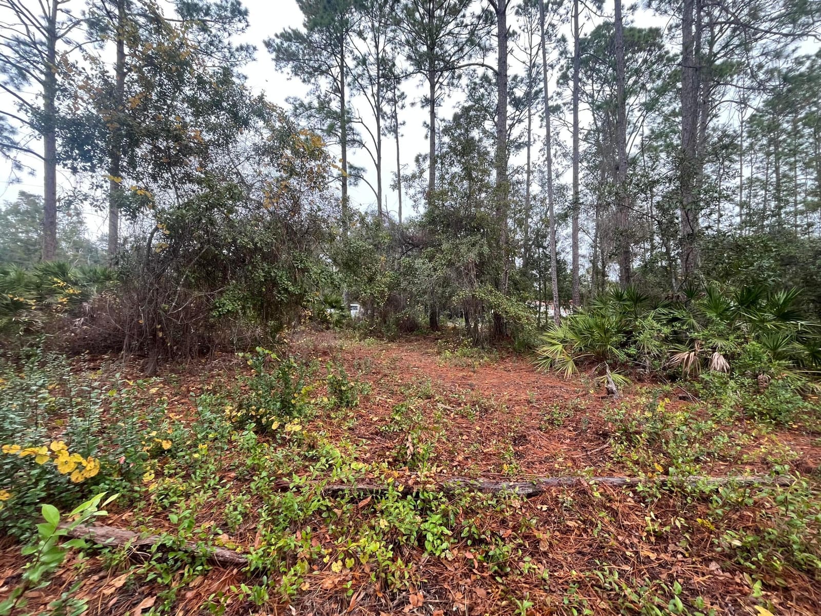 Tbd susan Street, Interlachen, FL 32148 photo 7