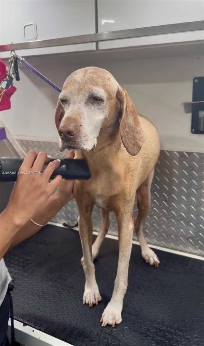 Mobile Pet Grooming — photo 1