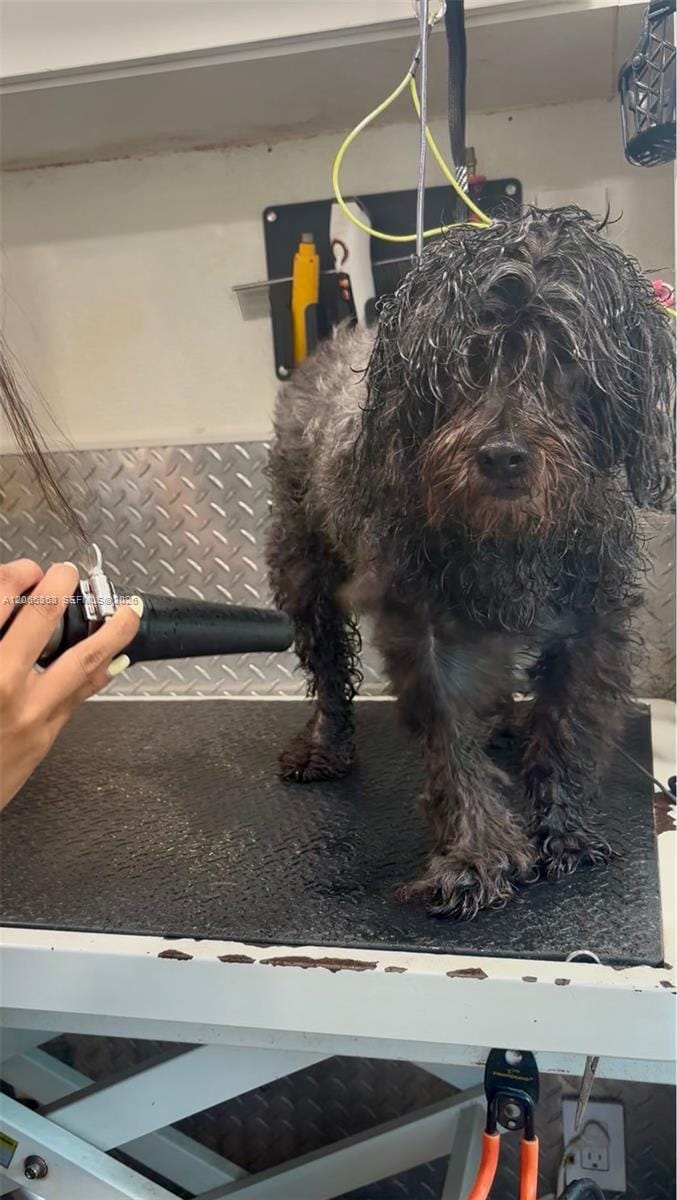 Mobile Pet Grooming — photo 9