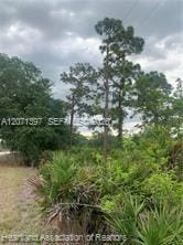 615 Wildflower Street, Lake Placid, FL 33852 photo 10