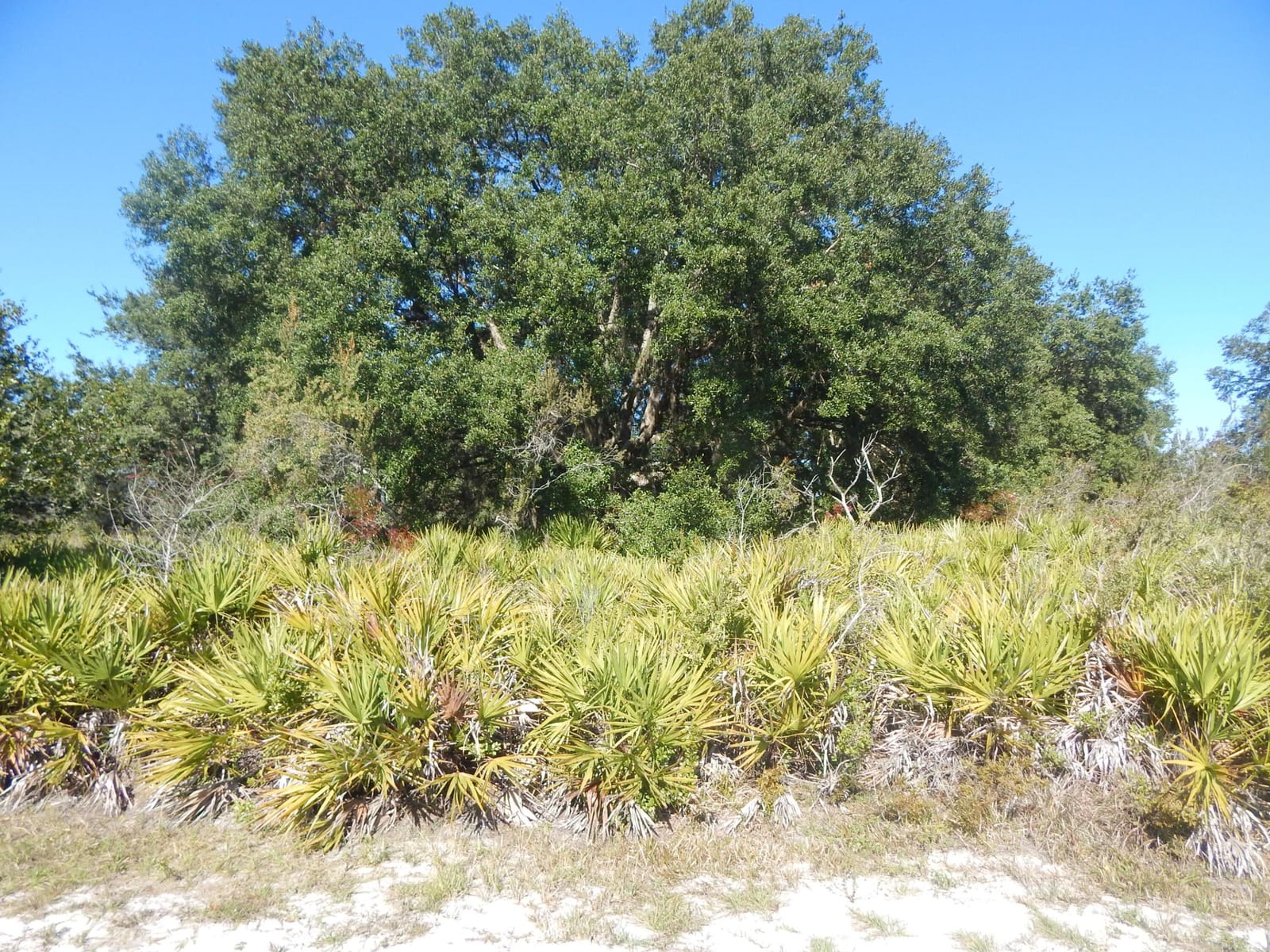0 PARK Avenue, Indian Lake Estates, FL 33855 photo 1