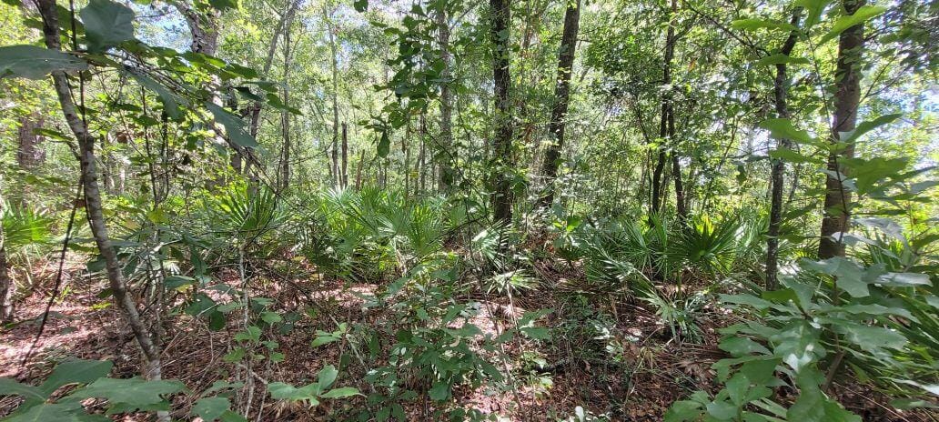0 NW 198th Lane, Alachua, FL 32615 photo 18