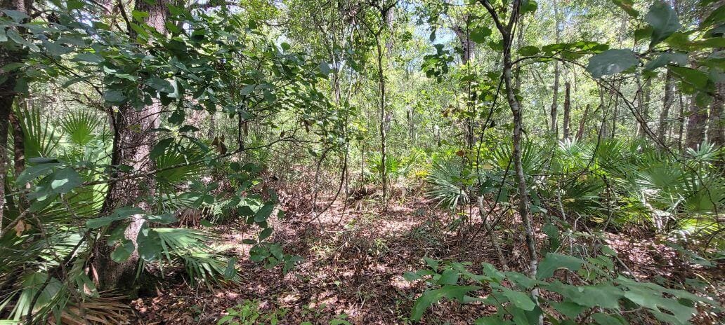 0 NW 198th Lane, Alachua, FL 32615 photo 9
