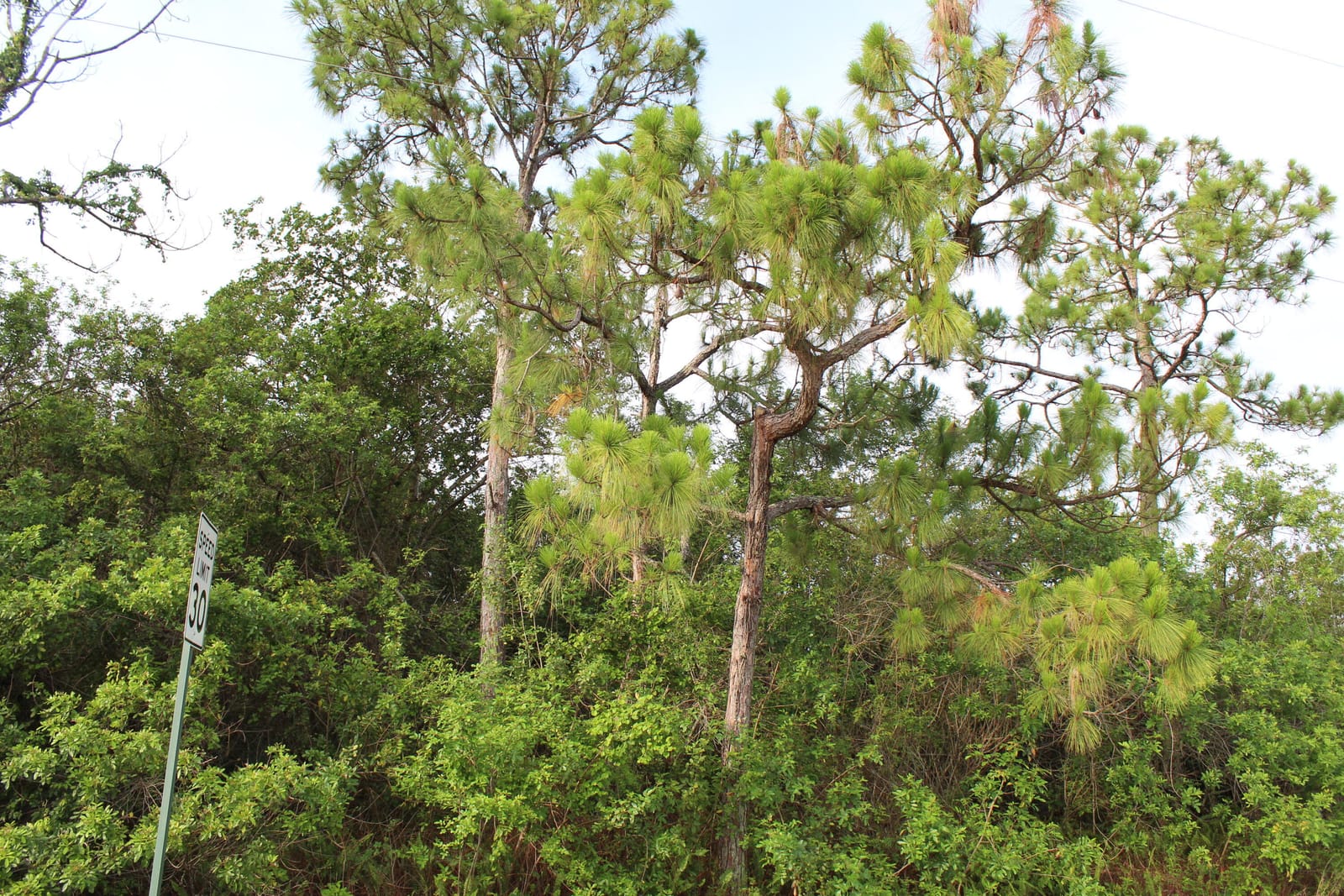 "17992" 94th Street N, Loxahatchee, FL 33470 photo 2