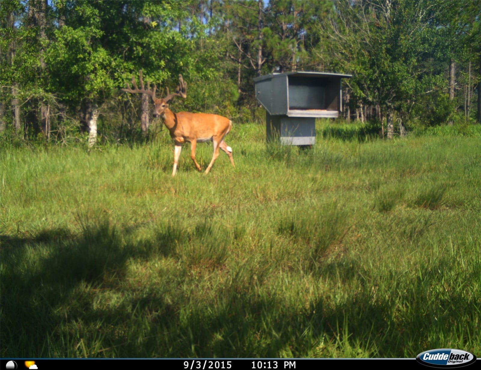 545 NEW BOOT HEEL Road, Venus, FL 33960 photo 18