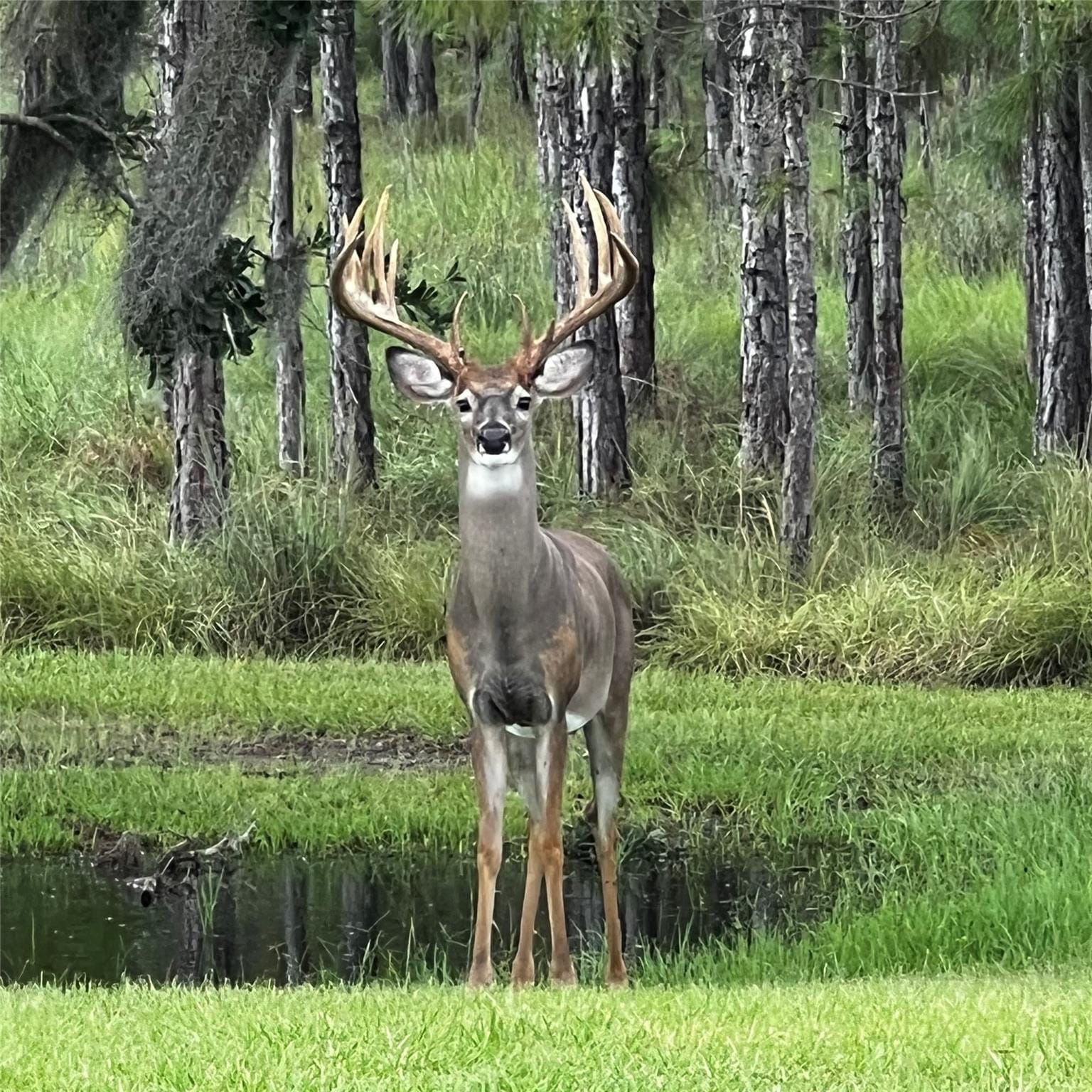 545 NEW BOOT HEEL Road, Venus, FL 33960 photo 20