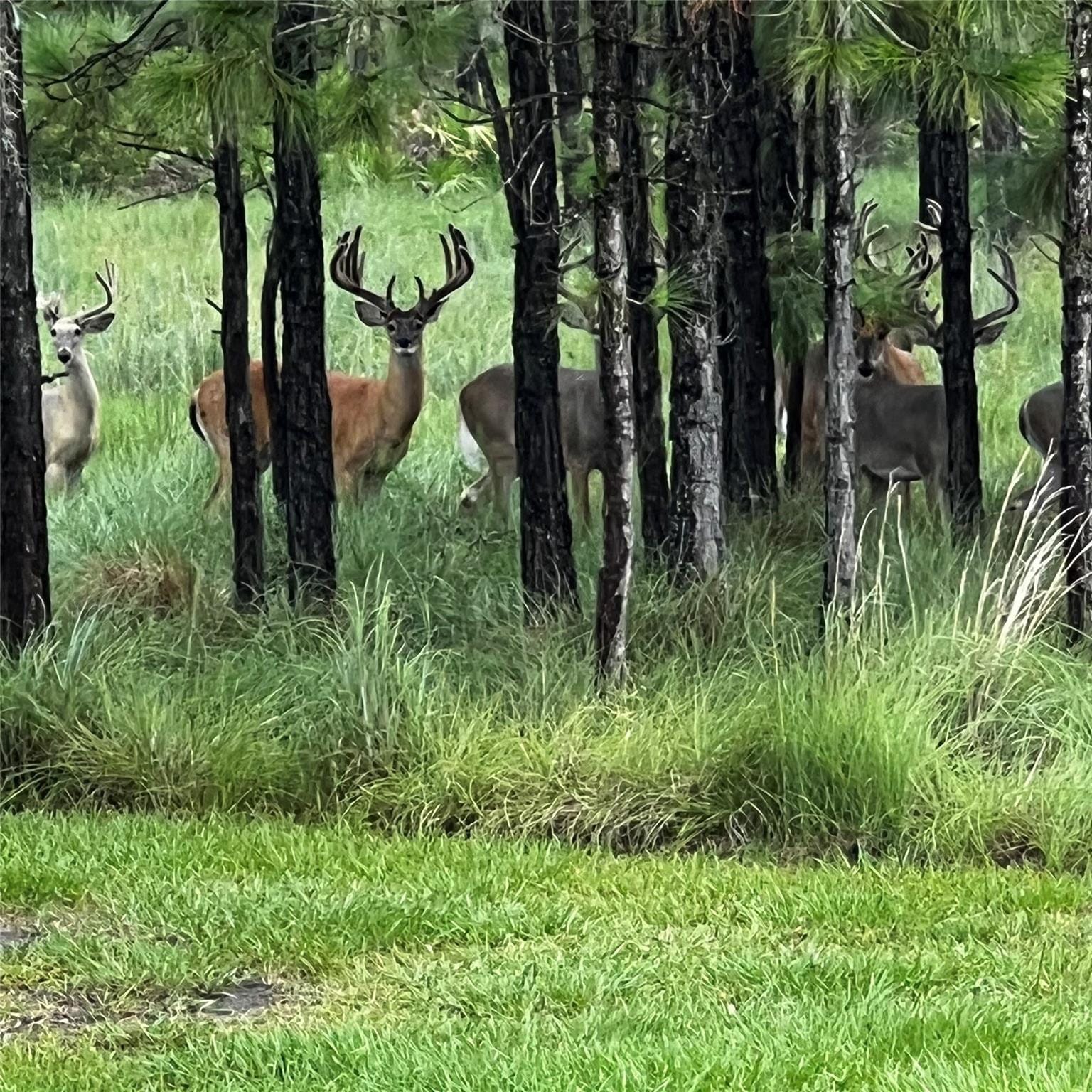545 NEW BOOT HEEL Road, Venus, FL 33960 photo 21