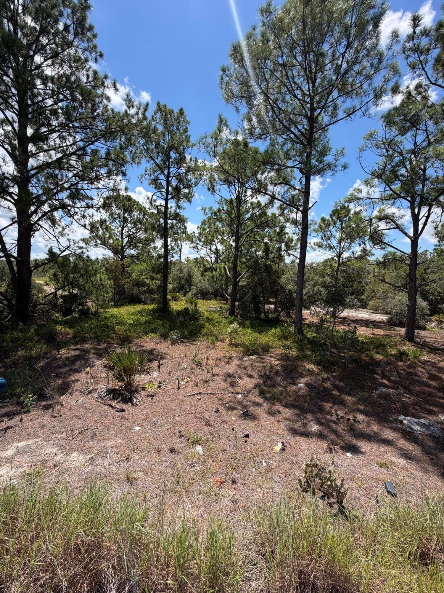 391 MARIONETTE Avenue, Lake Placid, FL 33852 photo 6
