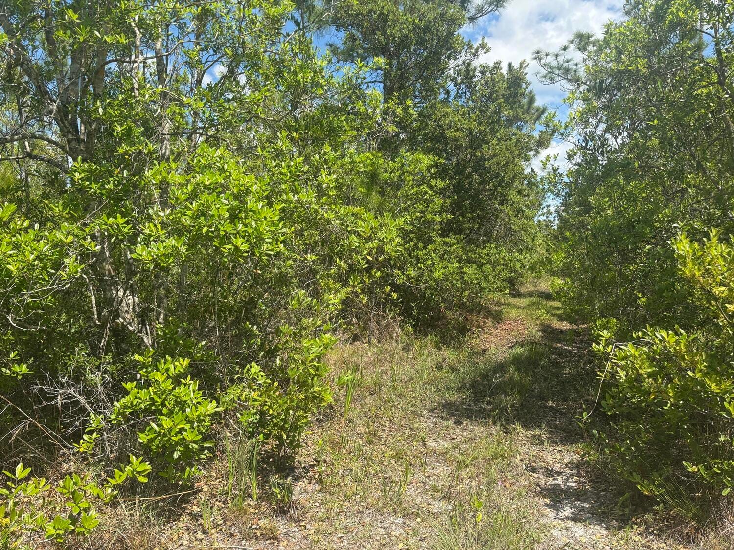 0 Holopaw Groves Road, St. Cloud, FL 34772 photo 2