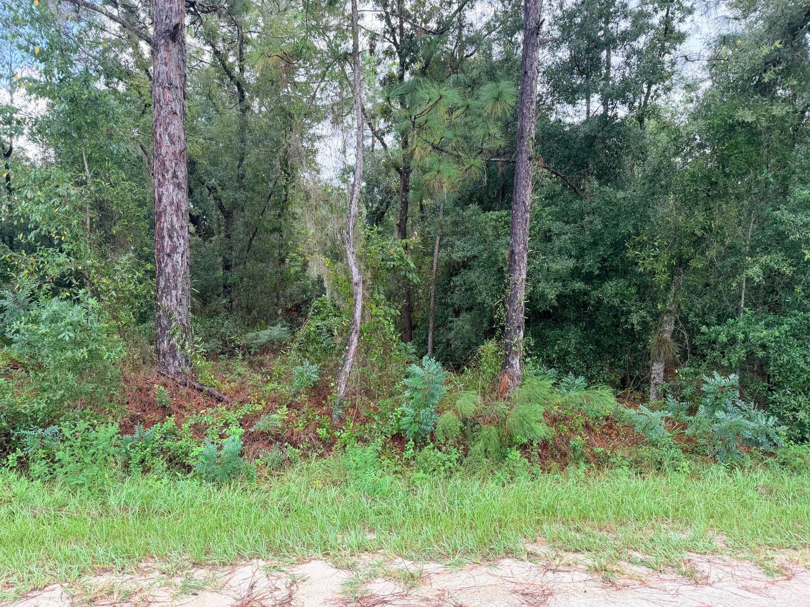 0 NO SITUS, Dunnellon, FL 34432 photo 5